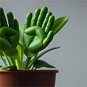 Human-Plant Hybrid (Genetic Engineering at Home)